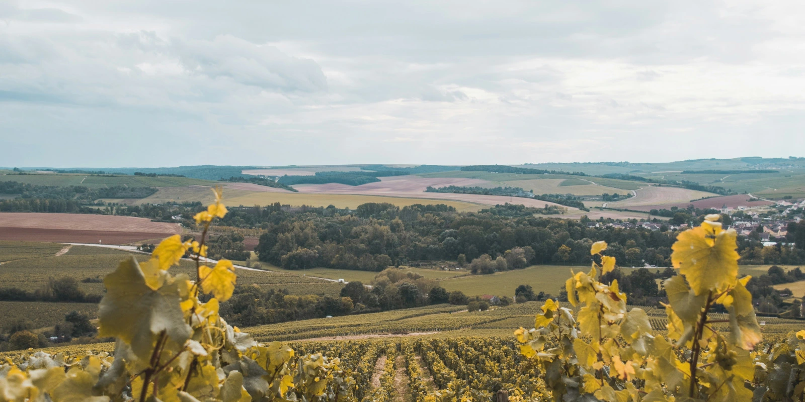 La Licence SPI et le Marché de l'Emploi