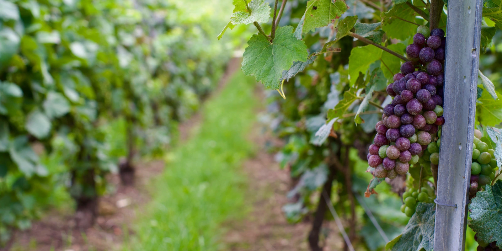 Licence SPI (Sciences Pour l'Ingénieur) : Une Voie Vers l'Innovation